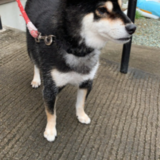 柴犬の里親募集