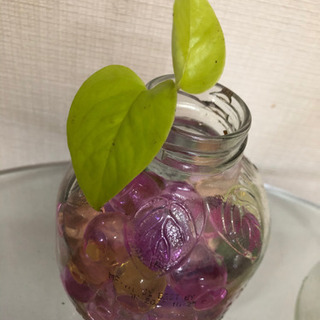 残りわずか（一つの値段です）　観葉植物　ポトス　オリヅルラン　マルティネリ　りんご　パイナップルの画像