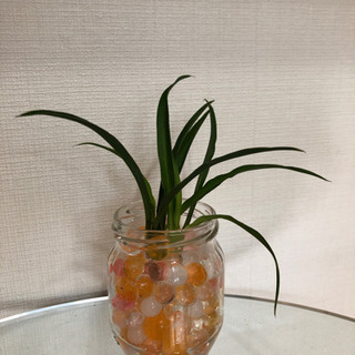 残りわずか（一つの値段です）　観葉植物　ポトス　オリヅルラン　マルティネリ　りんご　パイナップルの画像