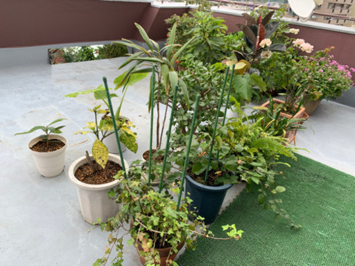 植木　全部まとめてお譲りします