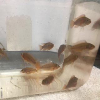 アピストグラマ　ヴィエジタ　マクマステリ　スーパーレッド　若魚　...