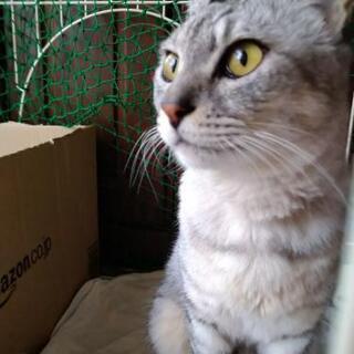 【里親決定しました】薄い色のアメショみたいな猫ちゃん大切にしてく...
