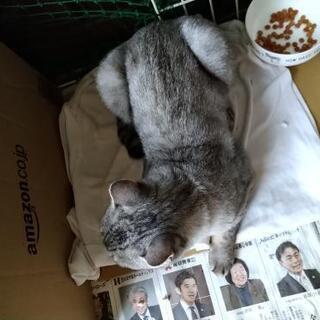 【里親決定しました】薄い色のアメショみたいな猫ちゃん大切にしてください。 - 猫
