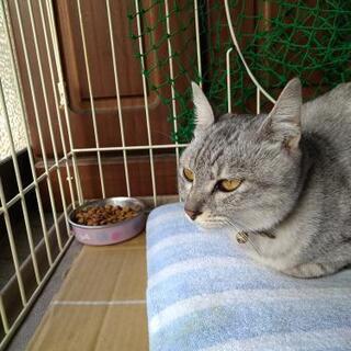 【里親決定しました】薄い色のアメショみたいな猫ちゃん大切にしてください。 − 岡山県