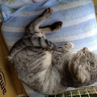 【里親決定しました】薄い色のアメショみたいな猫ちゃん大切にしてください。 - 里親募集