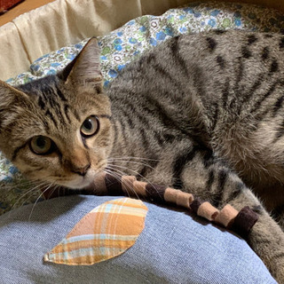 甘えん坊のヒョウ柄猫　（4ヶ月）の画像