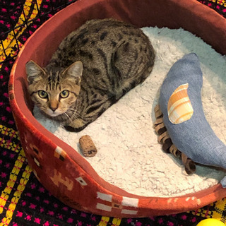 甘えん坊のヒョウ柄猫　（4ヶ月） - 板野郡