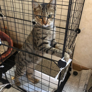 甘えん坊のヒョウ柄猫　（4ヶ月） - 猫