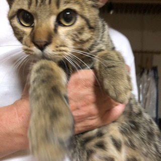 甘えん坊のヒョウ柄猫　（4ヶ月） - 里親募集