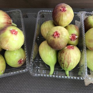 イチジク　550円