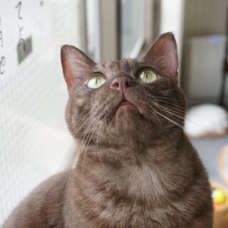 一緒に猫カフェを作っていきませんか？時給1018円~の画像