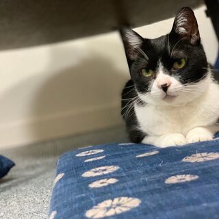 一緒に猫カフェを作っていきませんか？時給1018円~の画像