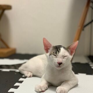 一緒に猫カフェを作っていきませんか？時給1018円~の画像