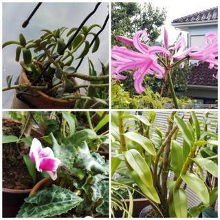 植物、花