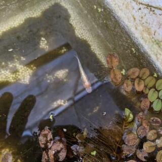 メダカの画像
