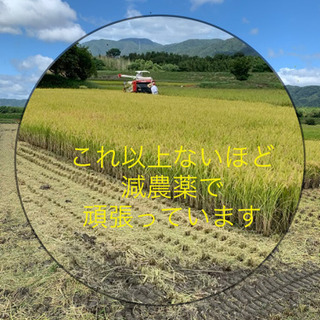 新米　キヌヒカリ　30キロ