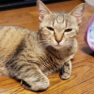 捨て猫　姫ちゃん　代理投稿 - 国分寺市