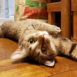 捨て猫　姫ちゃん　代理投稿 - 猫