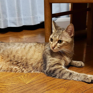 捨て猫　姫ちゃん　代理投稿 − 東京都