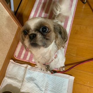 【お問合一旦停止】里親さん募集 - 犬