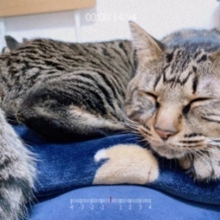 里親募集！3歳オス