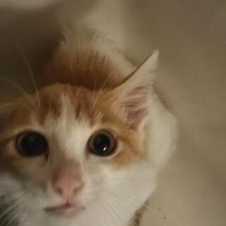 生後2ヶ月ぐらいの子猫 (人を怖がります)。