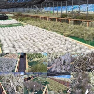 お部屋時間で大人気！観葉植物の発送作業