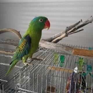 コオオハナインコモドキ飼育されている方 - 松山市