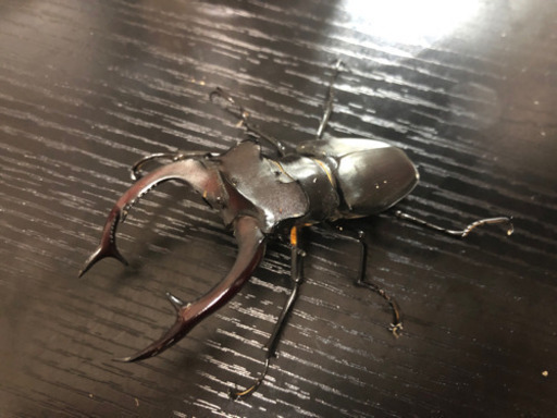 アクベシアヌスミヤマクワガタ ペア