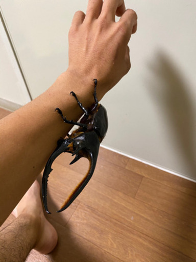 ヘラヘラペアとネプチューン♂単品＋ランダムでおまけ