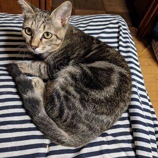 迷子小猫　見つかりました