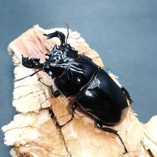 タランドゥスオオツヤクワガタ  ホワイトアイ  成虫ペア