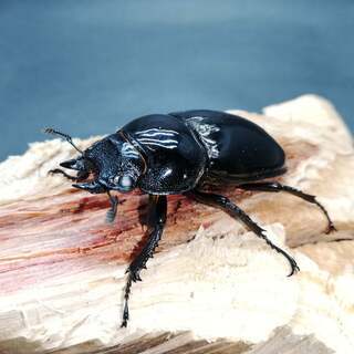 タランドゥスオオツヤクワガタ  ホワイトアイ  成虫ペアの画像