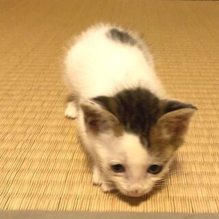 【決まりました】生後1ヶ月半ほどの、白✖️キジぶち仔猫