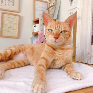 健気なママ猫。スリスリゴロゴロです - 猫