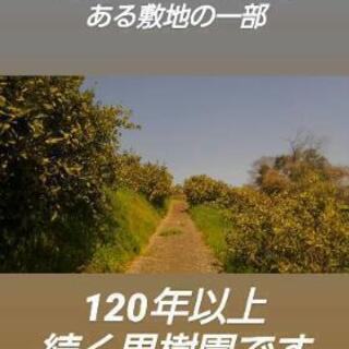 ミカンの収穫　農作業