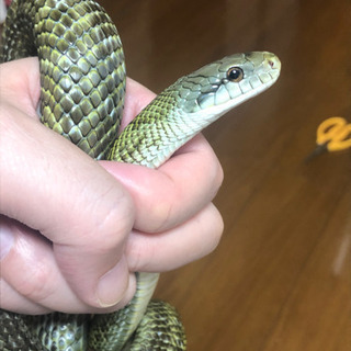 アオダイショウ　1歳