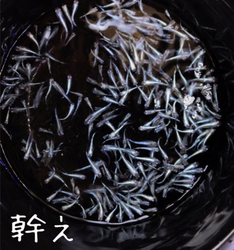 直養殖　幹之メダカ　ぜーんぶで8000円　めだか