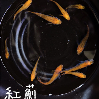 紅薊　メダカ　赤×黒　優良個体！めだか