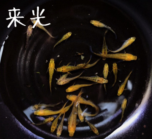 メダカ　来光！！　おまけ付き　めだか