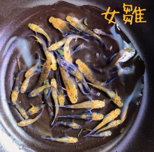 女雛メダカ！！　1匹800円！　おまけ付き　めだか