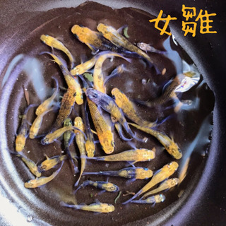 女雛メダカ！！　1匹800円！　おまけ付き　めだか 女雛メダカ！！ 1匹800円！ おまけ付き めだか