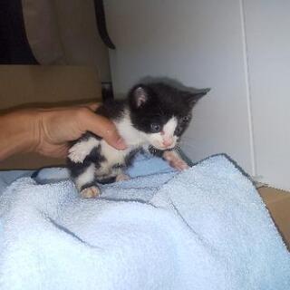 [里親さん決まりました]子猫生後1ヶ月くらい 黒と黒白