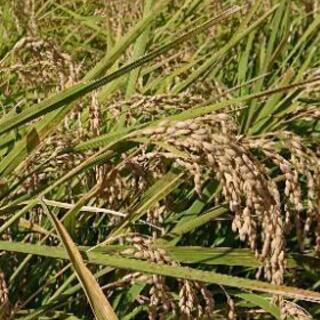 令和２年茨城県産コシヒカリ３０㎏玄米  [残り1袋]