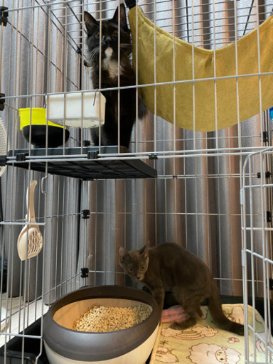 猫用ペットケージ?ハンモック、トイレ付き。綺麗です