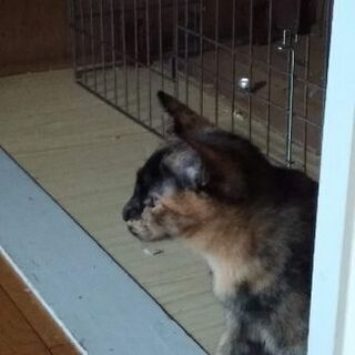 ホワイトクローバー猫の部屋