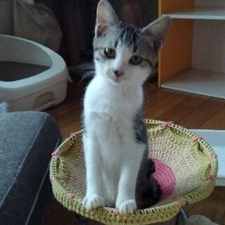 里親様募集中