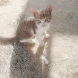 かわいい子猫ちゃん♡♡