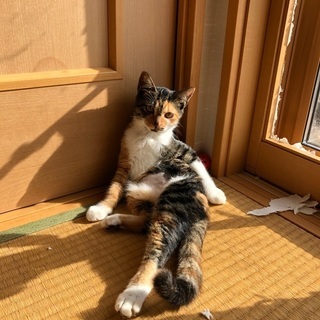 富山県子猫里親募集