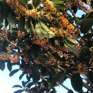 🌱 金木犀 挿し木の画像